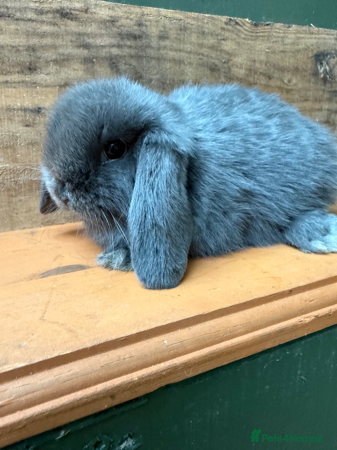 Mini Lop rabbits for sale: MINI LOP BUNNIES PEDIGREE  - Image 36