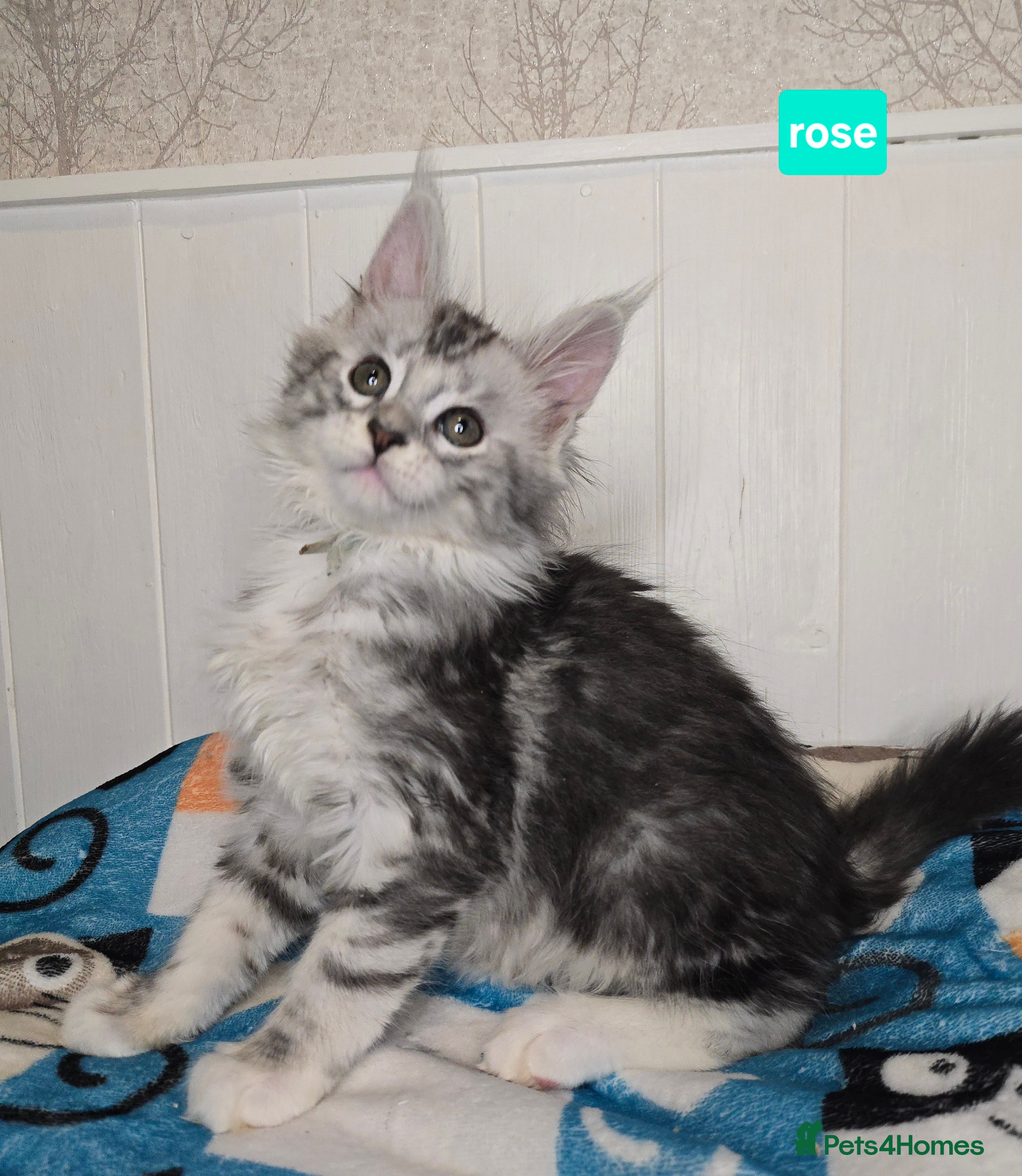 Maine Coon cats Stunning Silver Tica Pedigree Maine Coon Kittens - Advert 3