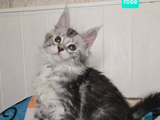 Maine Coon cats Stunning Silver Tica Pedigree Maine Coon Kittens - Advert 3