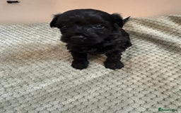 Yorkiepoo dogs for sale: Yorkiepoo puppies - Advert 4