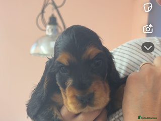 Cocker Spaniel dogs Cocker spaniel bitch puppy - Advert 4