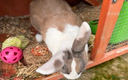 Mini Lion Lop rabbits for sale: 10£ each - Image 5