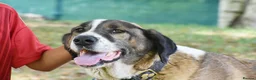 Mastiff dogs for adoption: Titan in Alfreton - Advert 9