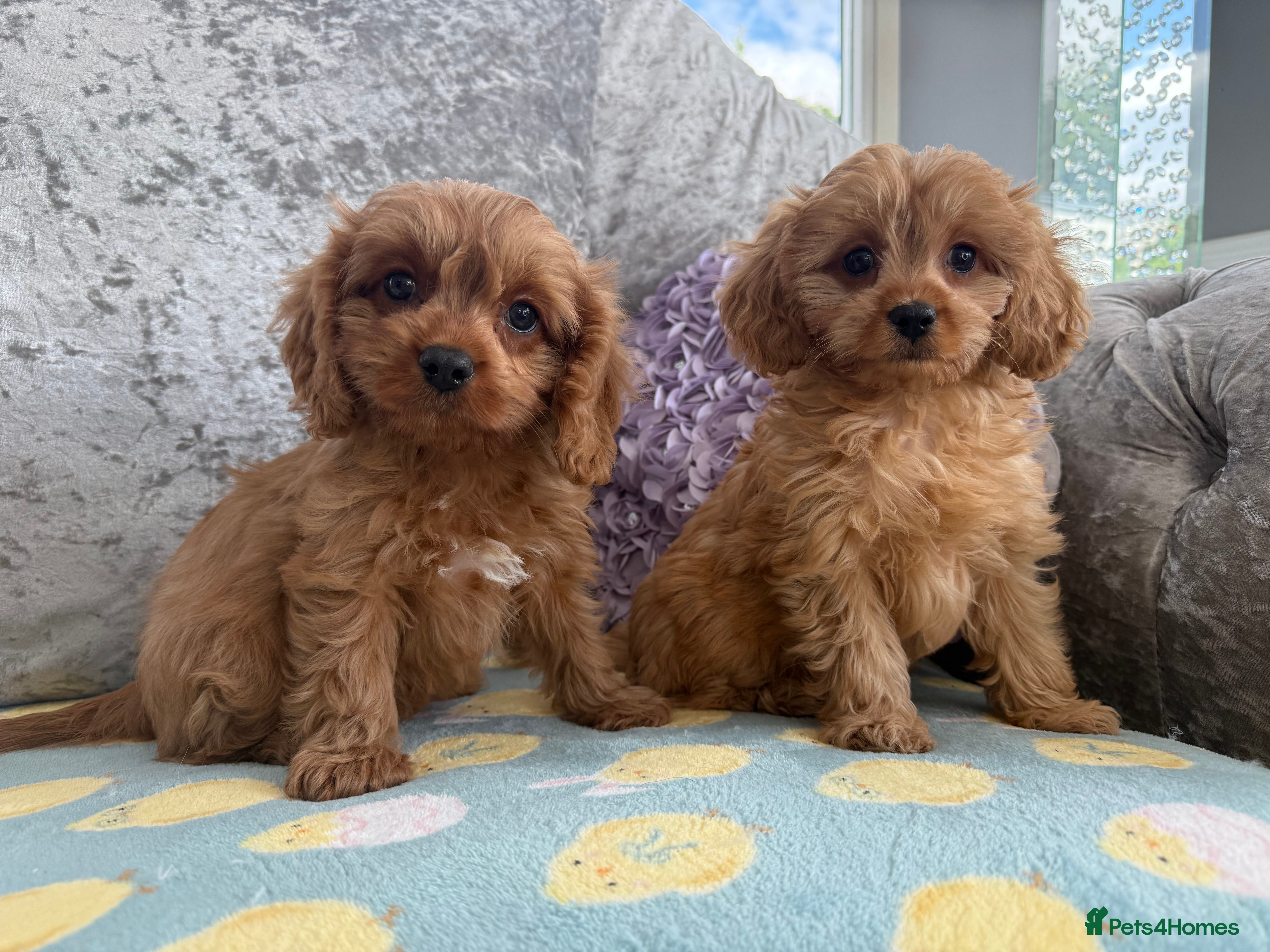 Cavapoo dogs Extensively Stunning cavapoo puppies  - Advert 2
