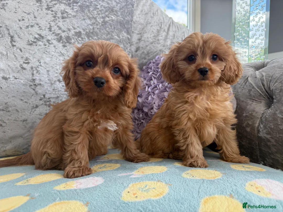 Cavapoo dogs for sale: Extensively Stunning cavapoo puppies  - Advert 2