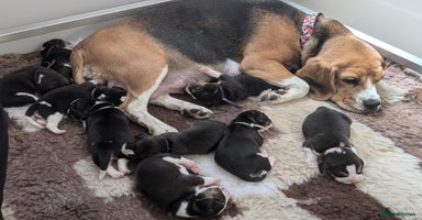 Beagle dogs - Advert 2