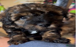 Mixed Breed dogs for sale: Tibetan x Toy Poodle - Image 7