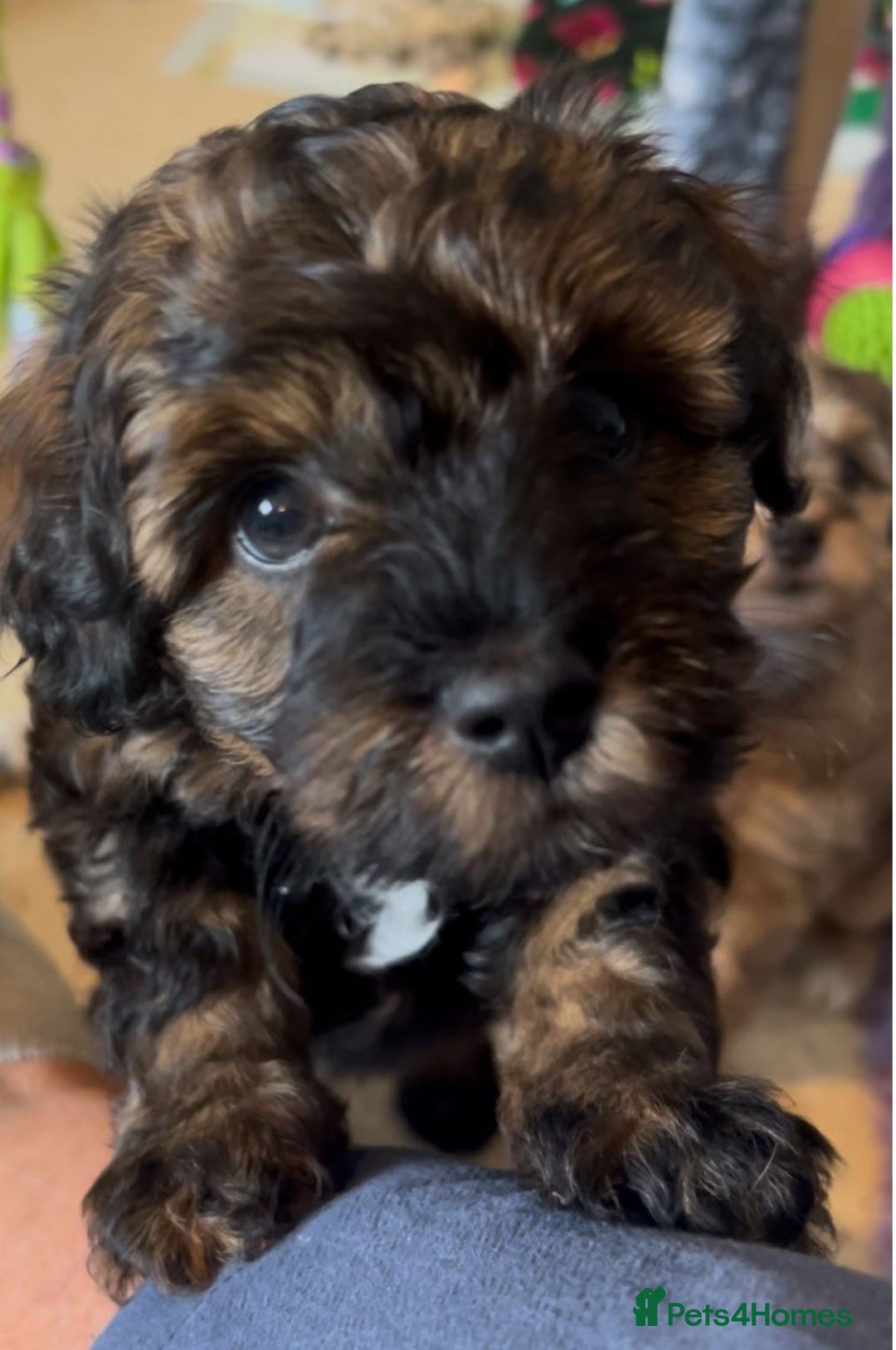 Mixed Breed dogs for sale: Tibetan x Toy Poodle - Image 7