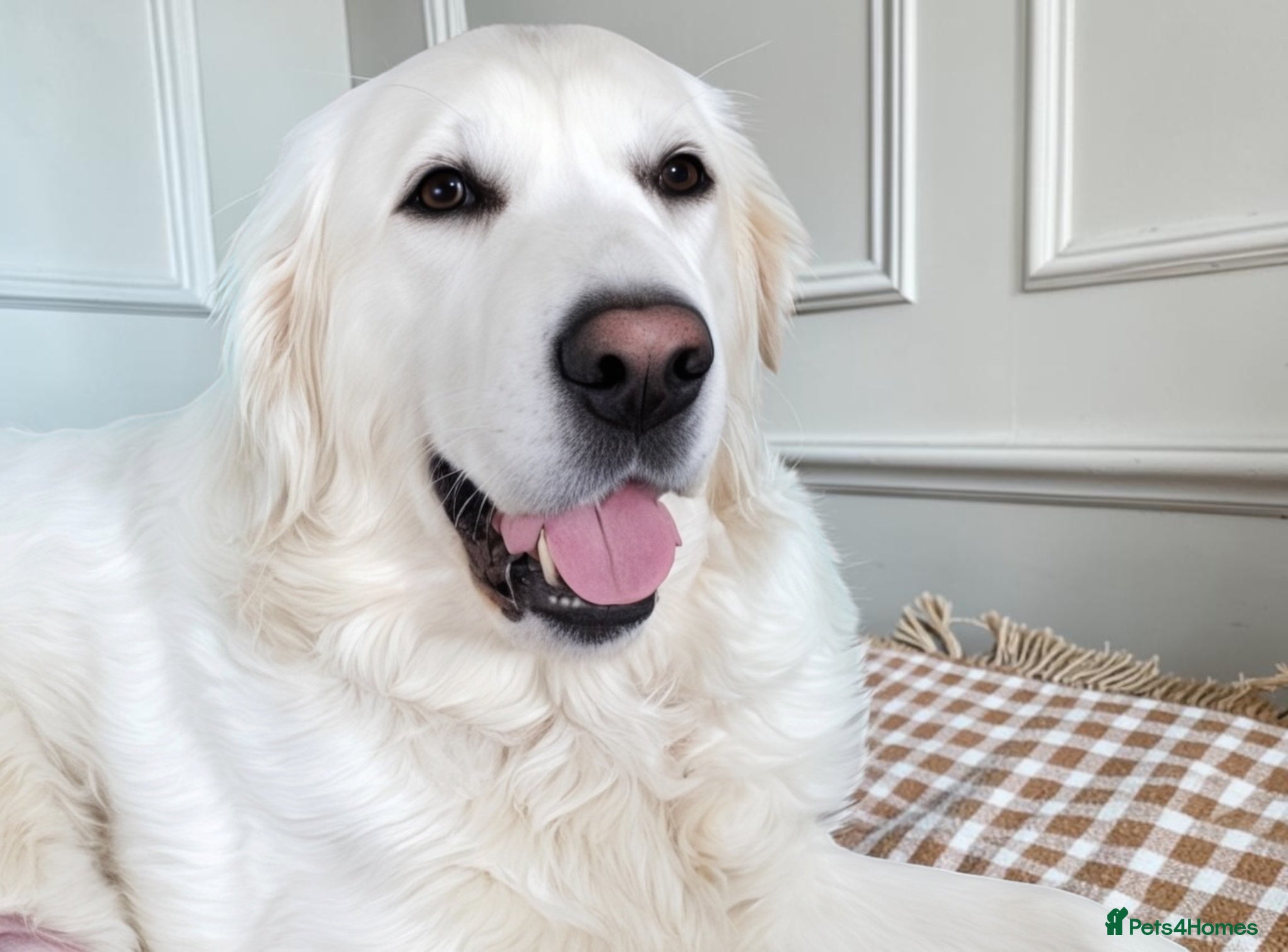 Golden Retriever dogs Old English Cream ~ Champion linage ~ DNA tested  - Advert 1