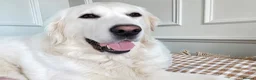 Golden Retriever dogs for sale: Old English Cream ~ Champion linage ~ DNA tested  - Advert 1