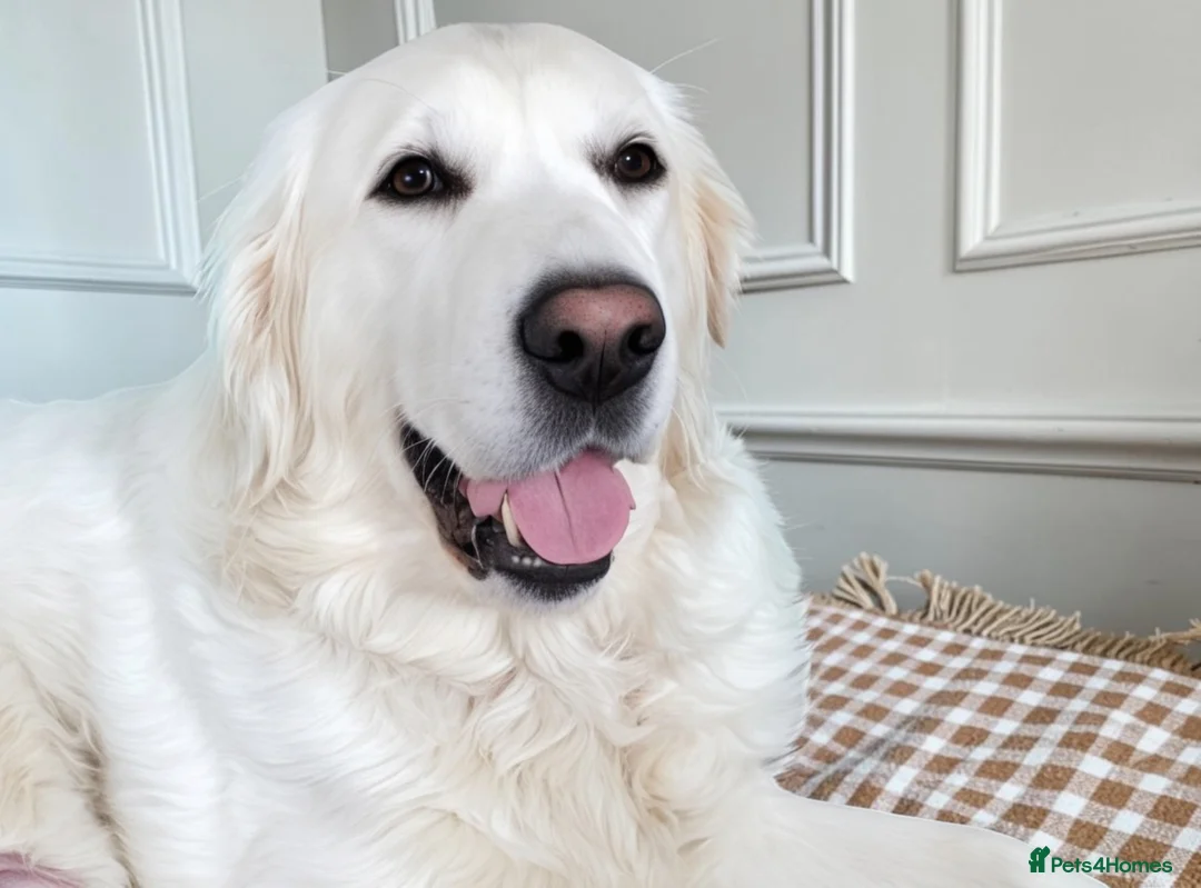 Golden Retriever dogs for sale: Old English Cream ~ Champion linage ~ DNA tested  - Advert 1