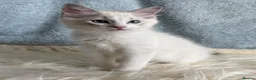Ragdoll cats for sale: Beautiful Tica Register Kittens Ragdoll - Advert 9