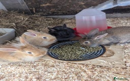 Lionhead rabbits for sale: Lion head 8 week bunnies - Image 2