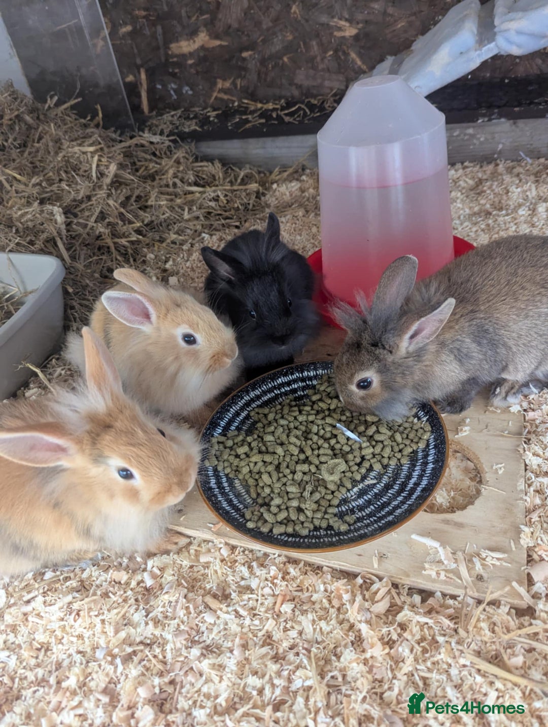 Lionhead rabbits for sale: Lion head 8 week bunnies - Image 2