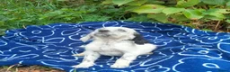 English Setter dogs for adoption: Mara's pups -4x male 4x female English Setter pups - Advert 25