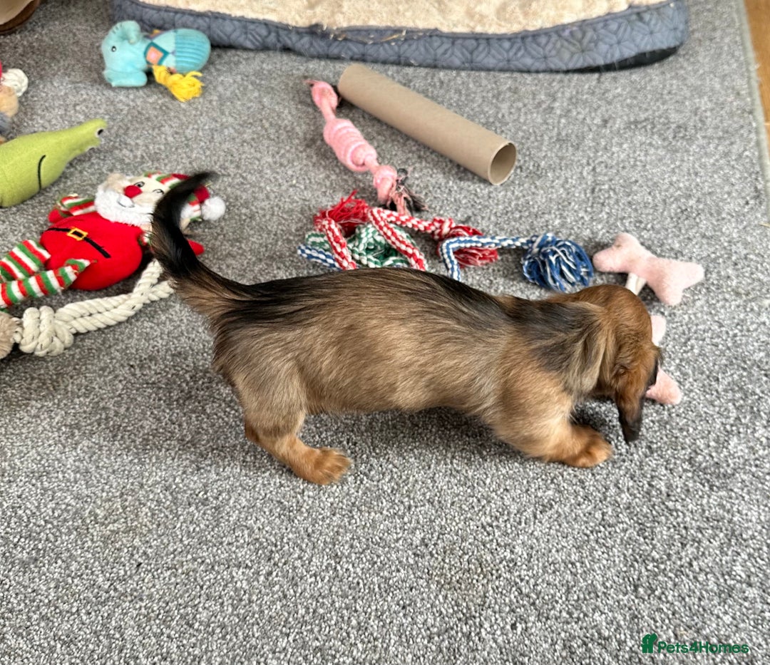 Miniature Dachshund dogs for sale: Longhaired shaded red puppies - Image 15