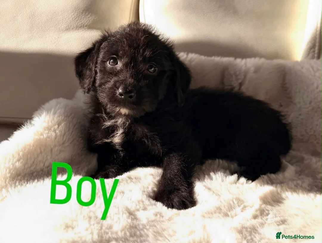 Bordoodle dogs for sale: Gorgeous Borderdoodle puppies  - Advert 16