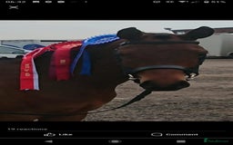 Arabian horse horses for sale: 67% stunning part arab mare prolific in hand - Image 9