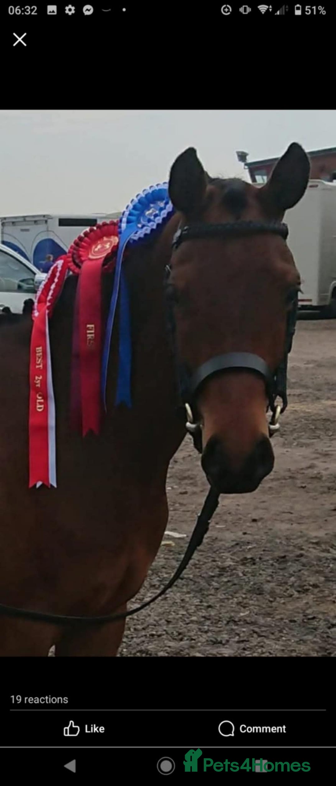 Arabian horse horses for sale: 67% stunning part arab mare prolific in hand - Image 9