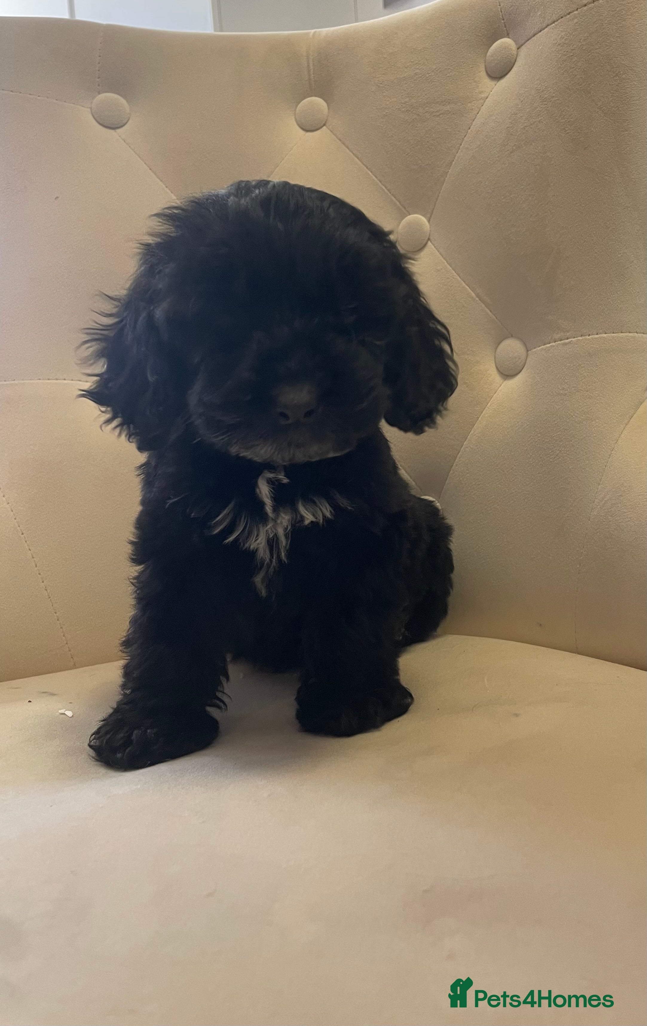 Cockapoo dogs Beautiful F1 cockapoos just one girl available  - Advert 16