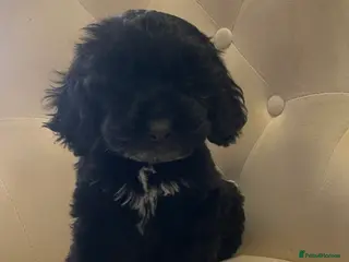 Cockapoo dogs Beautiful F1 cockapoos just one girl available - Advert 16