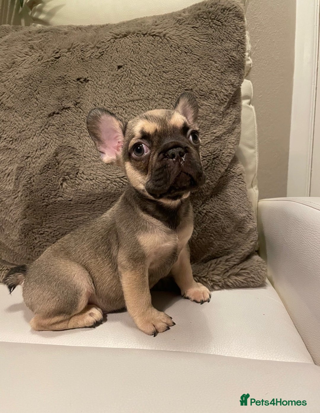 French Bulldog dogs for sale: FRENCH BULLDOG PUPPIES FOR SALE!! - Advert 8