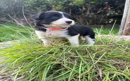 Bearded Collie dogs for sale: 🚨3/4 BEAUTIFUL BEARDIE PUPPIES 🚨 - Image 6