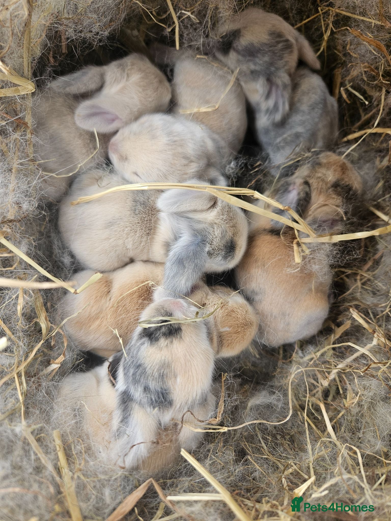 Mini Lop rabbits Mini lop babies blue harlequin - Advert 12