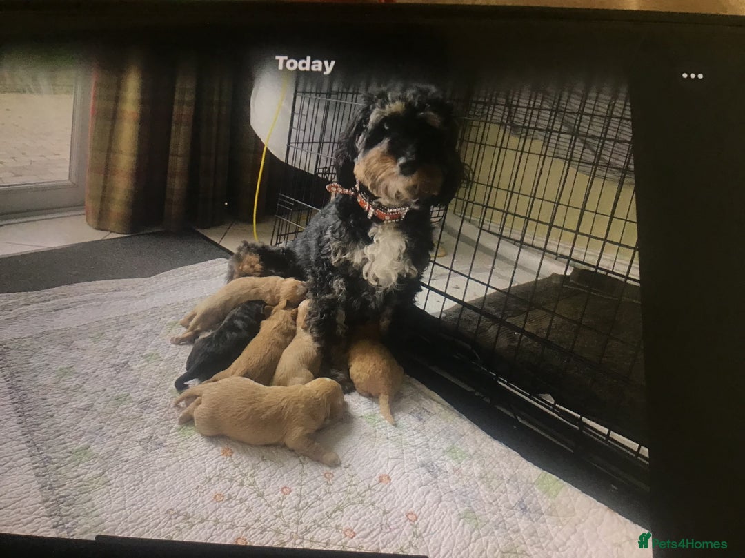 Bernedoodle dogs for sale: Rare Toy bernedoodles  - Advert 14