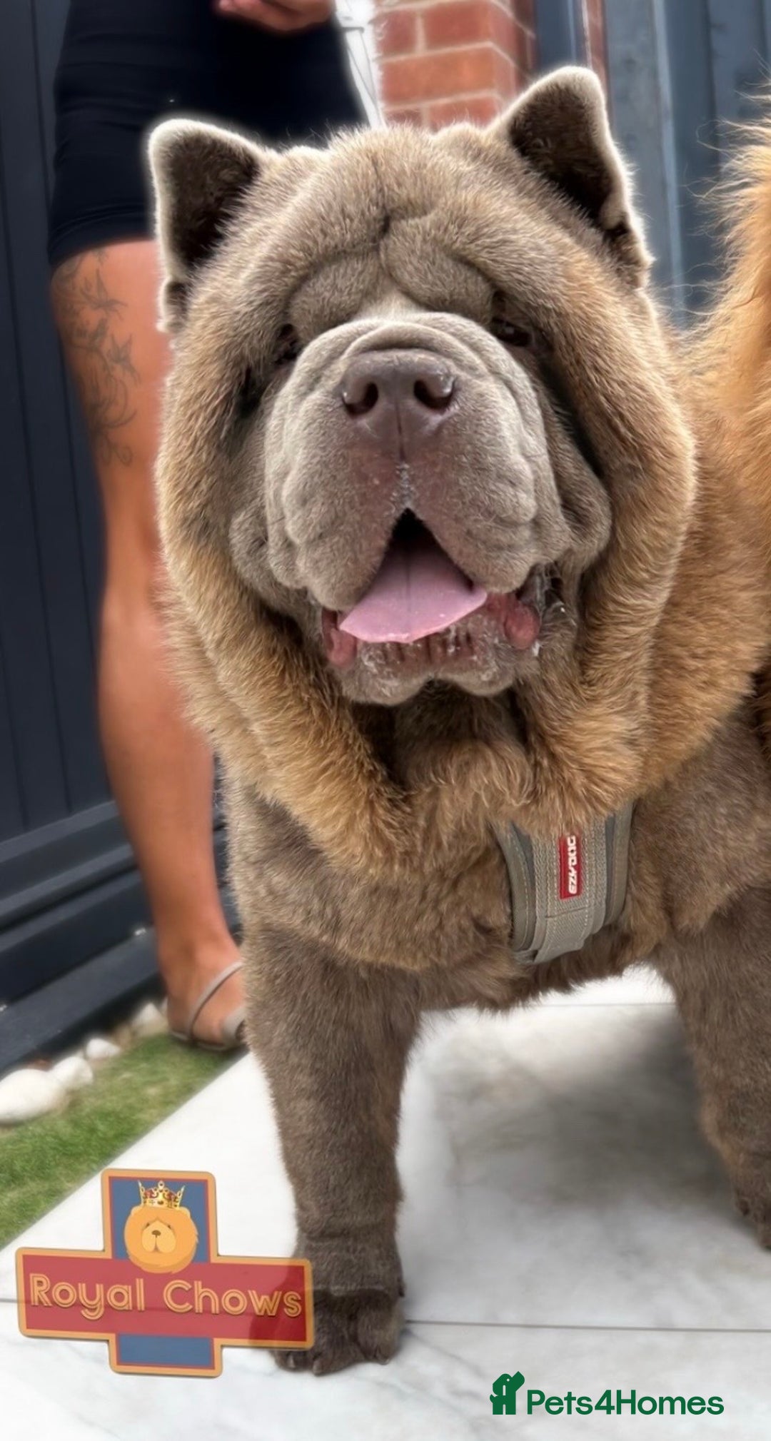 Chow Chow dogs for sale: Smooth coat lilac male pups. - Advert 3