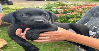 Labrador Retriever dogs - Advert 13