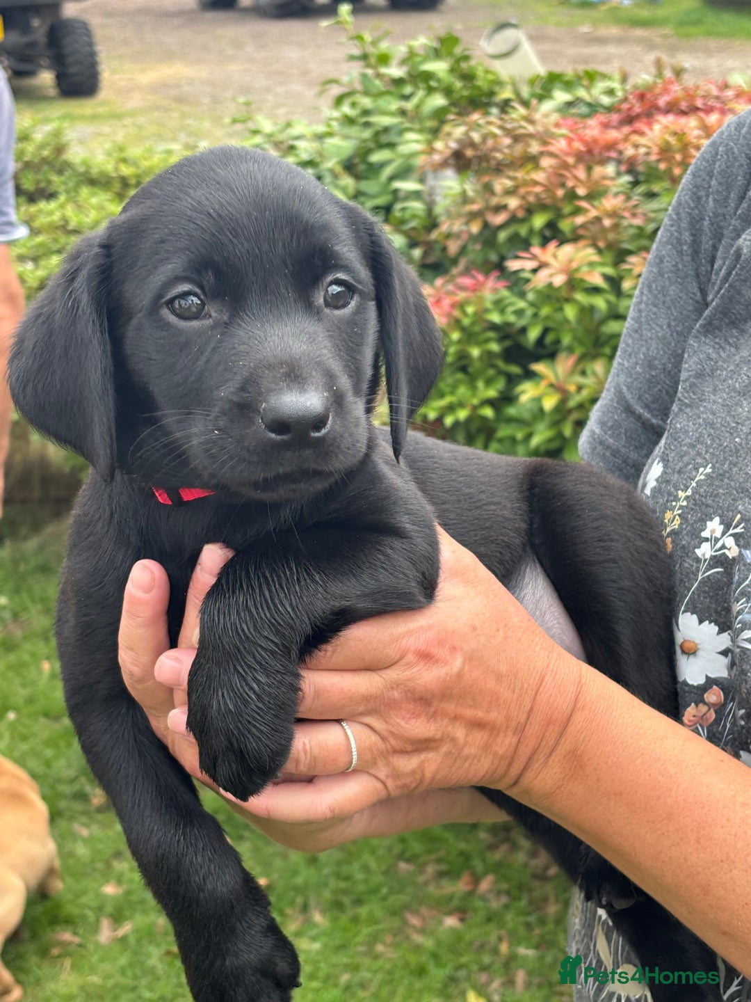Labrador Retriever dogs for sale: Gorgeous Labrador Puppies - Image 2