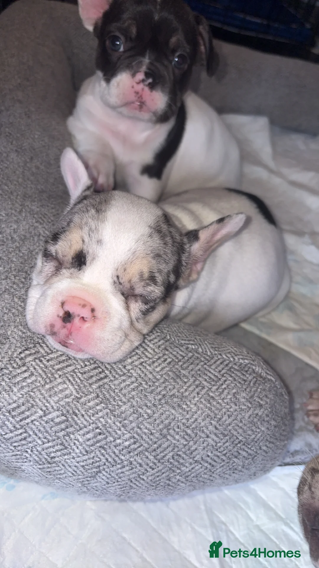French Bulldog dogs for sale: French bulldog puppies for sale  in London - Advert 2