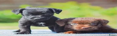 Mixed Breed 4