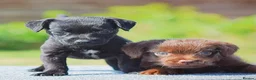 Mixed Breed dogs for sale: Patterpoo puppies cute, fun, happy, healthy  - Advert 10