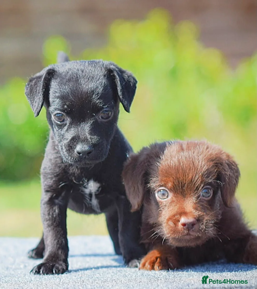 Mixed Breed dogs for sale: Patterpoo puppies cute, fun, happy, healthy  - Advert 10