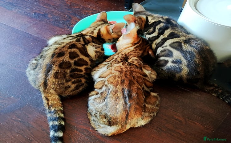 Bengal cats in Durham - Advert 4