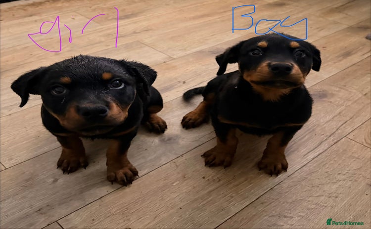 Rottweiler dogs BOY/GIRL Rottweiler Siblings  - Advert 1