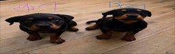 Rottweiler dogs for sale: BOY/GIRL Rottweiler Siblings  - Advert 1