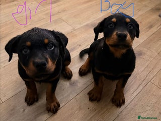 Rottweiler dogs BOY/GIRL Rottweiler Siblings - Advert 1