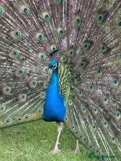 Mixed Breed birds Male & Female Peacocks for sale  - Advert 2