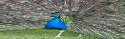 Mixed Breed birds for sale: Male & Female Peacocks for sale  in Marlborough - Advert 2