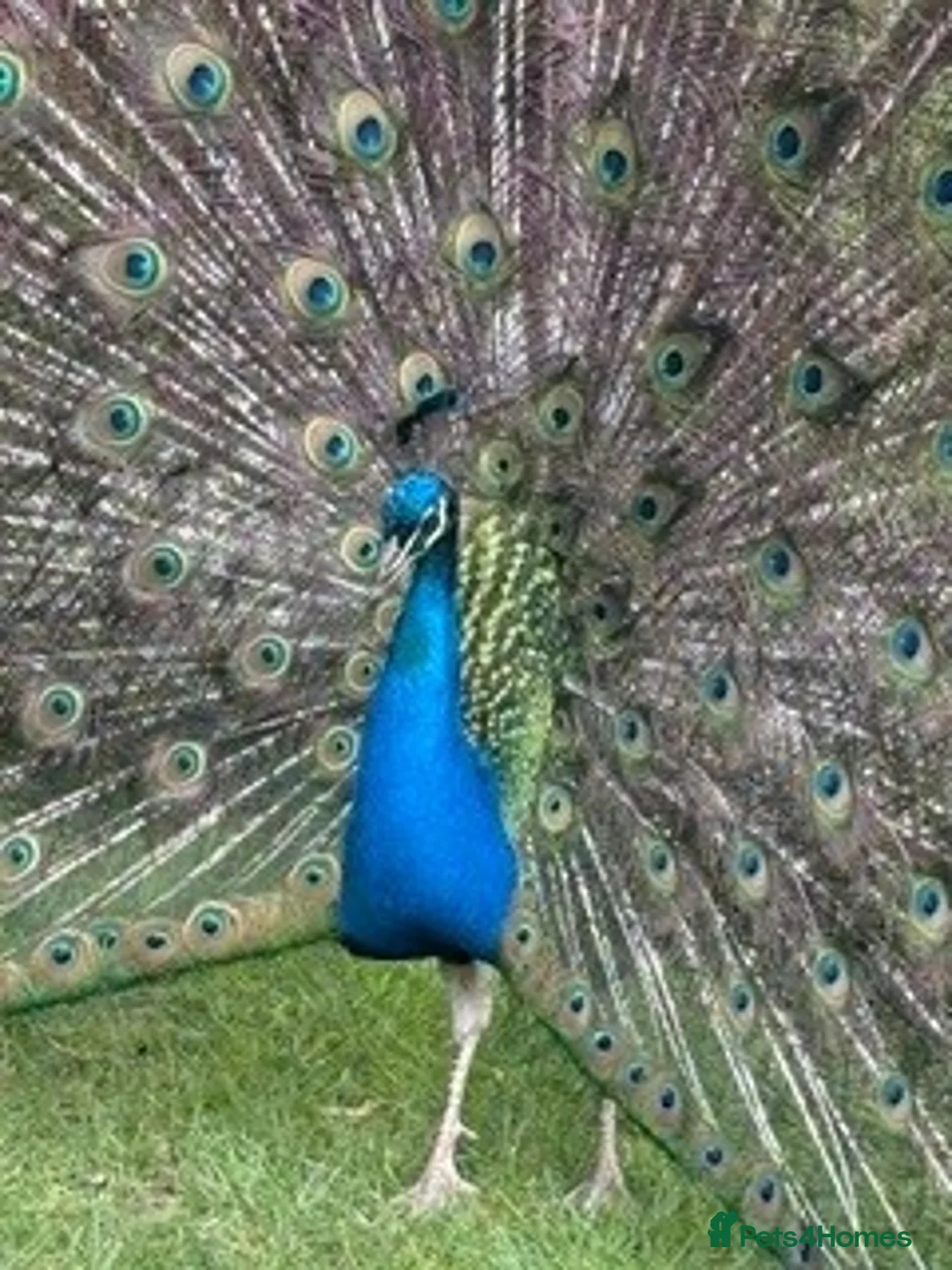 Mixed Breed birds for sale: Male & Female Peacocks for sale  in Marlborough - Advert 2