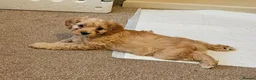 Cavapoo dogs for sale: Health tested F1 Cavapoo puppies - Advert 11