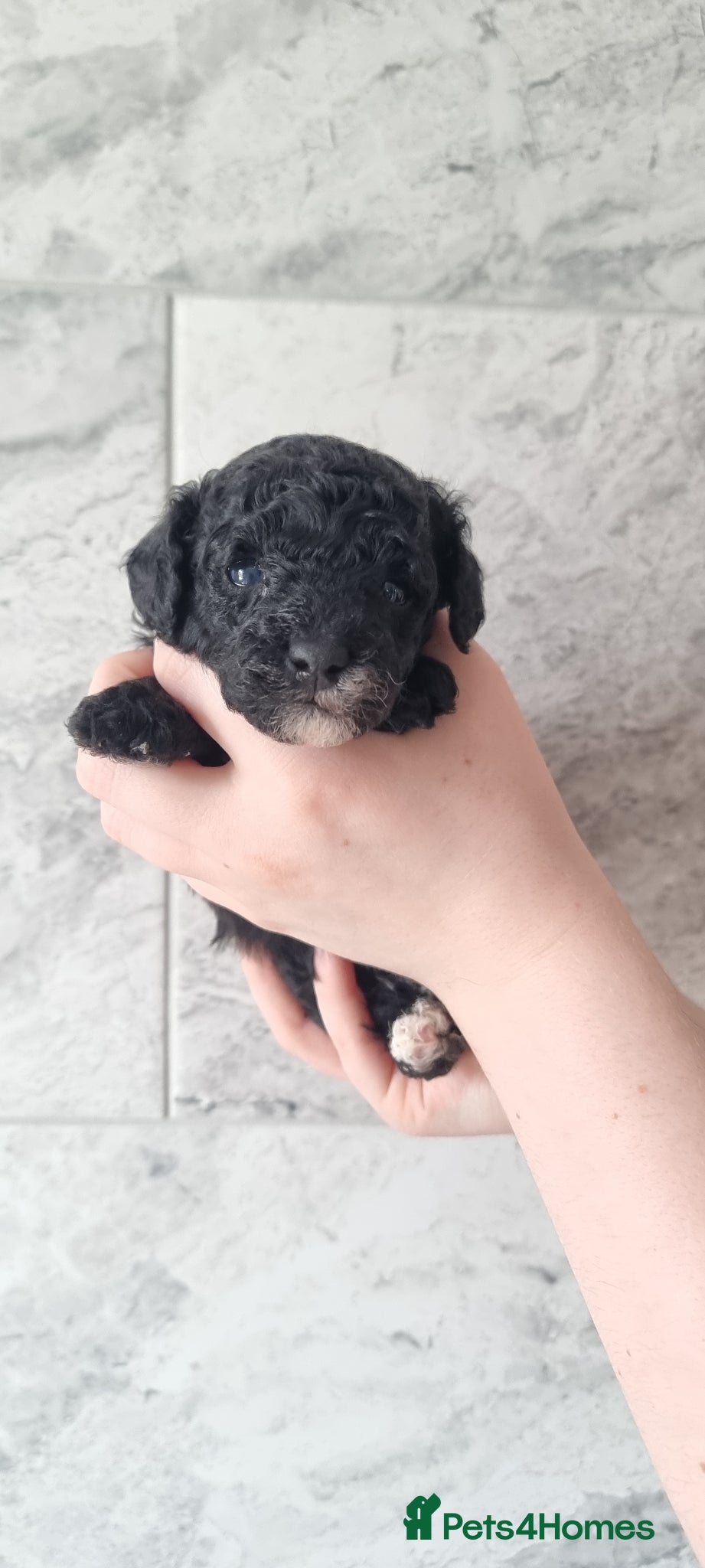Toy Poodle dogs Full pedigree toy poodles - Advert 16