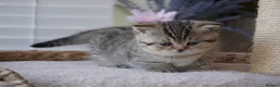 Munchkin cats for sale: 🫐Beautiful Scottish Kilt Boy – Rare Bloodlines🫐 - Advert 3