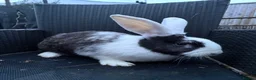 Continental Giant rabbits for sale: 2 sister continental giants.  - Advert 6
