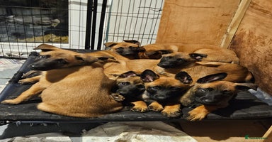 Belgian Shepherd Dog dogs - Advert 6