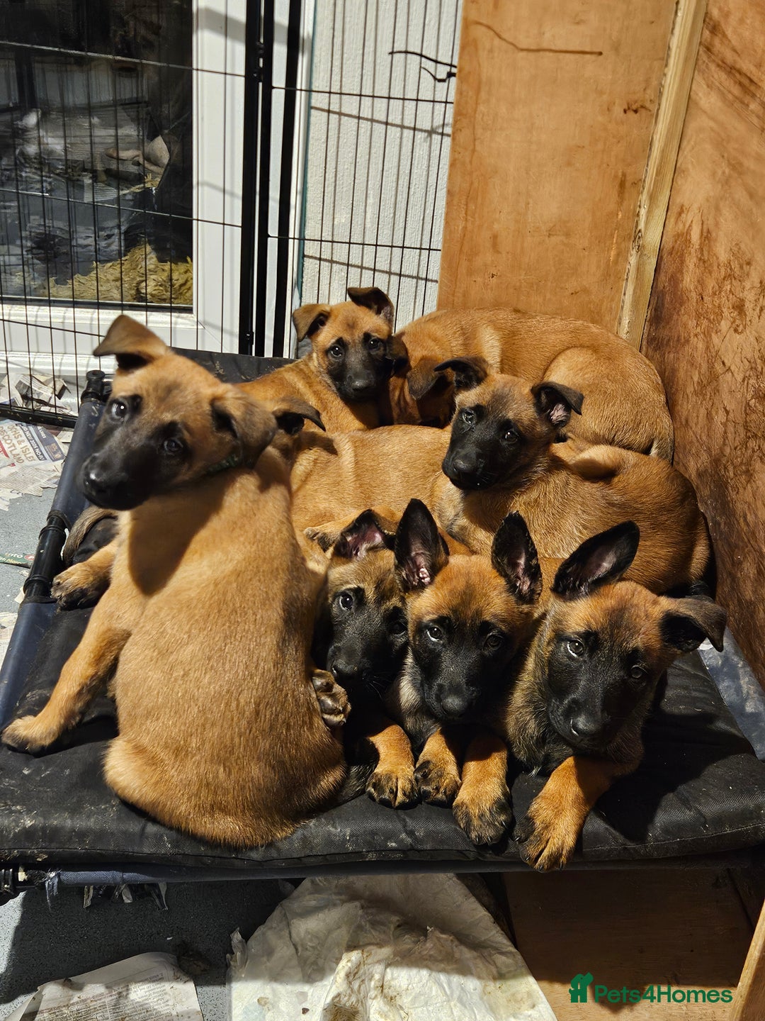 Belgian Shepherd Dog dogs for sale: KC Registered Mali Pups ***Last 1 girl - Advert 3
