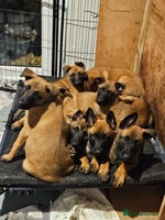 Belgian Shepherd Dog dogs - Advert 8